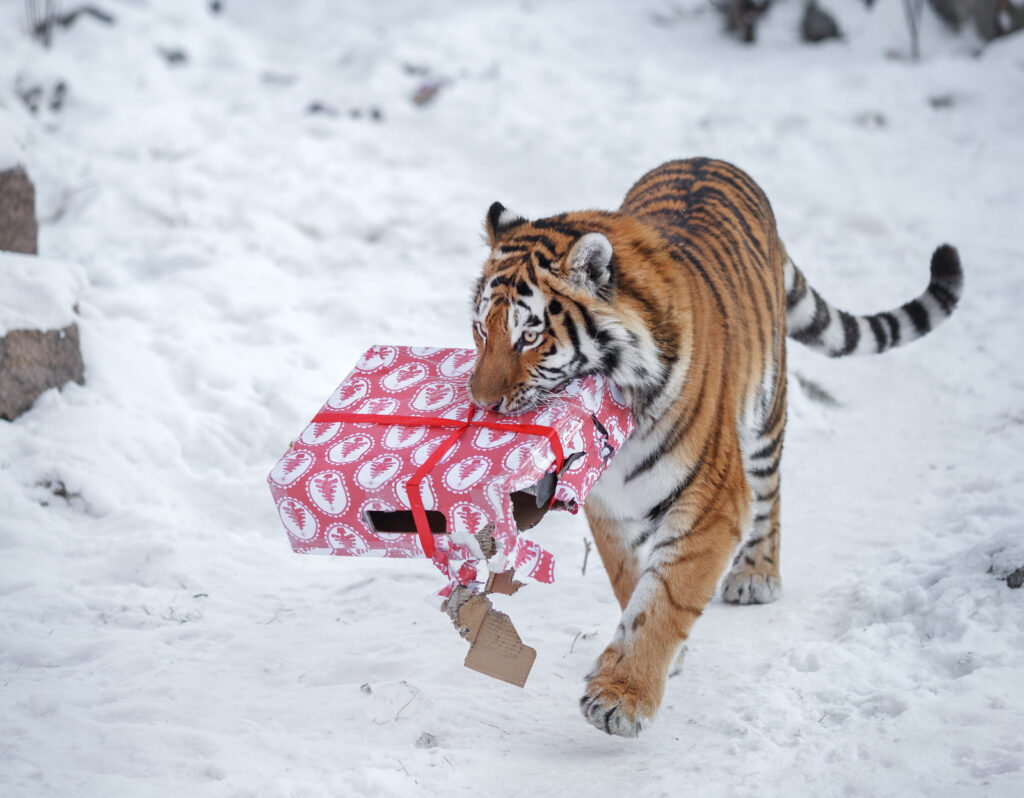 новогодний символ тигр