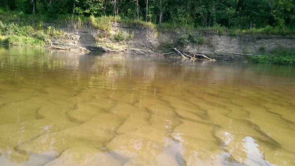 мутные илистые воды для леща