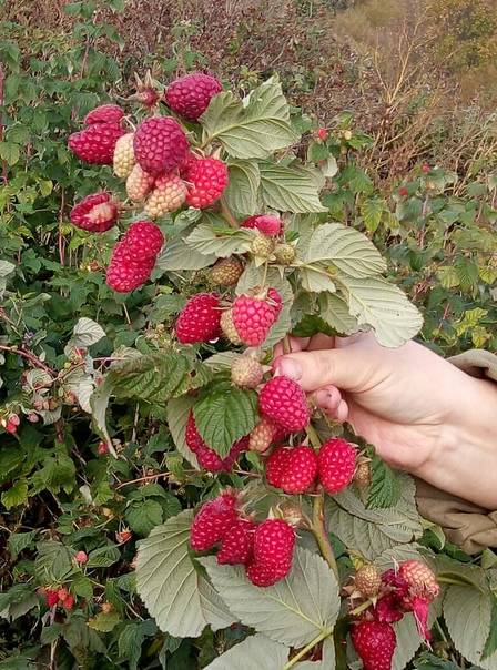 Кусты малины сорта Карамелька