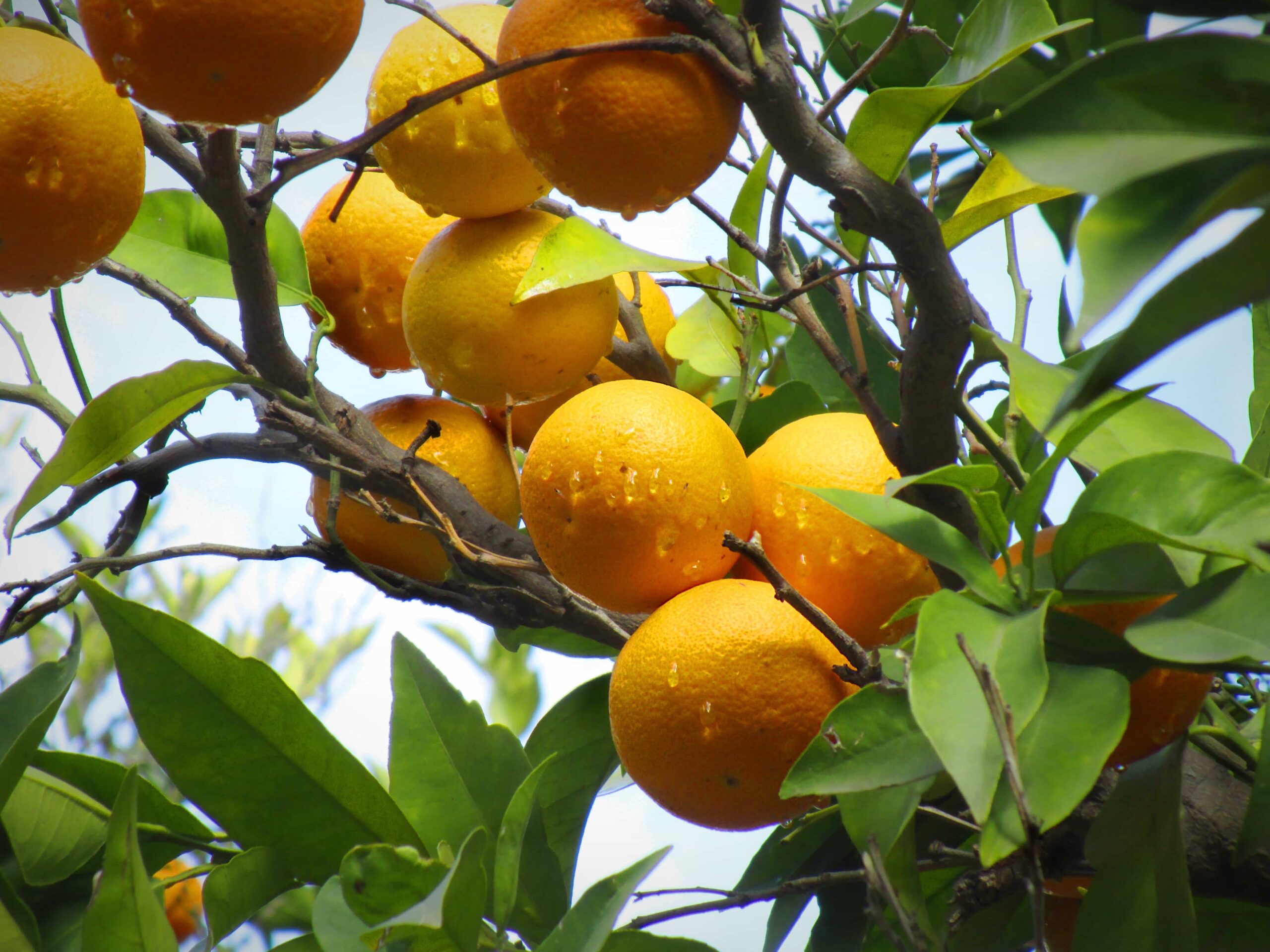 Советы по выращиванию комнатного апельсина