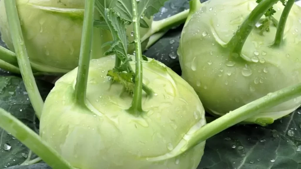 Капуста кольраби