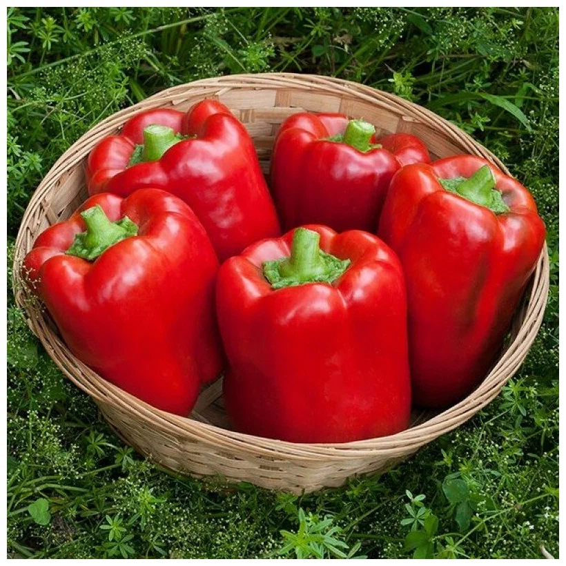 Перец Калифорнийское чудо