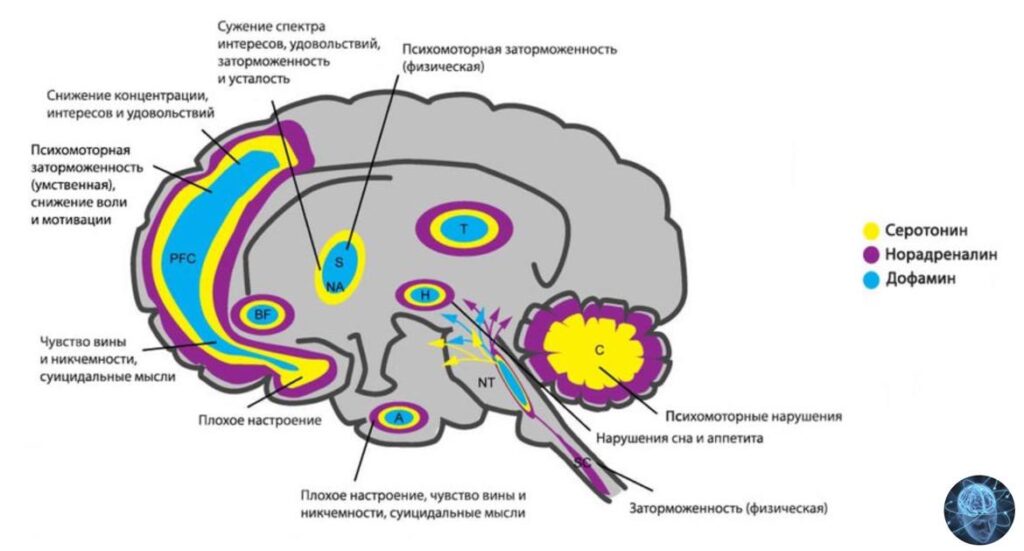 Мозг схематично